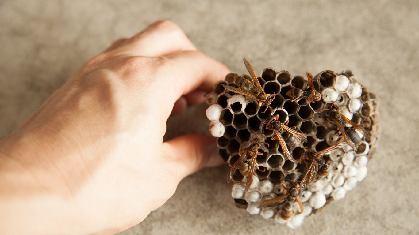 Same-day wasp nest removal services in Stevenage – fast and reliable solutions