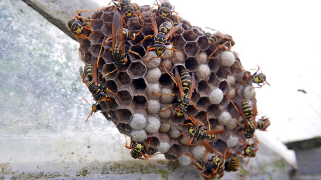 Same-day wasp nest removal services in Harpenden – fast and reliable solutions