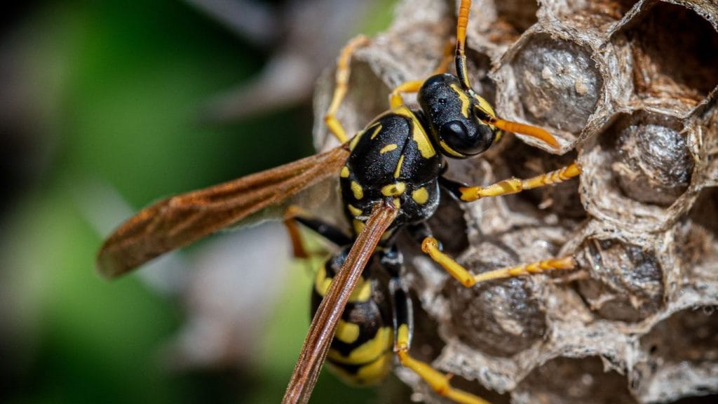 Same-day wasp nest removal services in Radlett – fast and reliable solutions