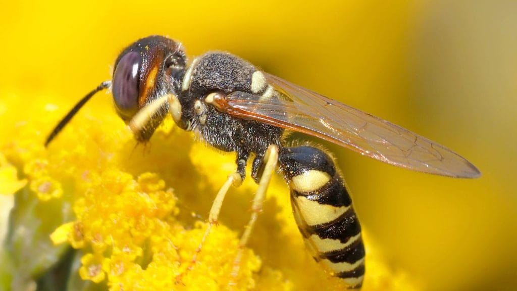Emergency wasp nest removal in Radlett – trusted local pest control