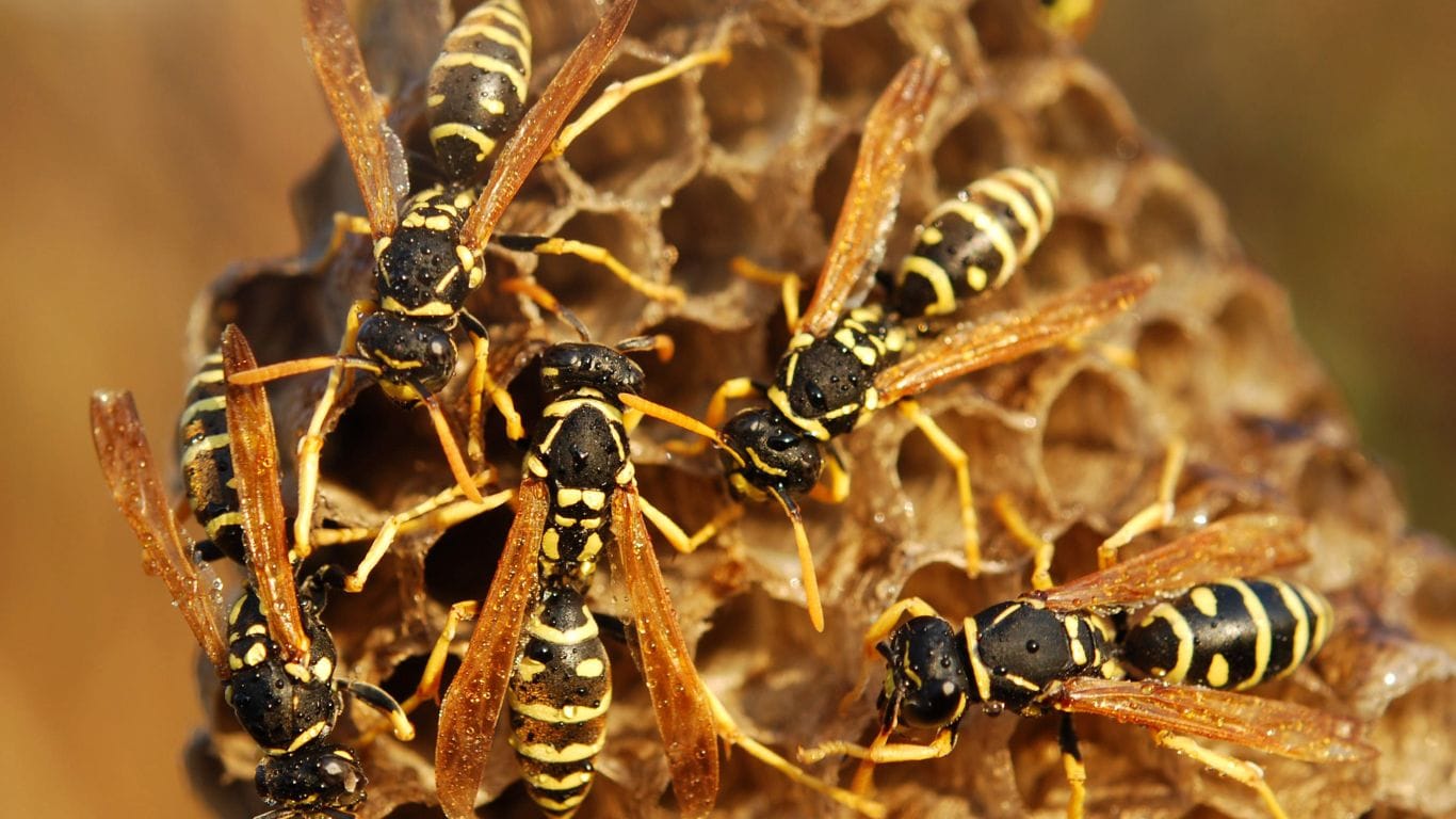 Emergency wasp nest removal in St Albans – trusted local pest control