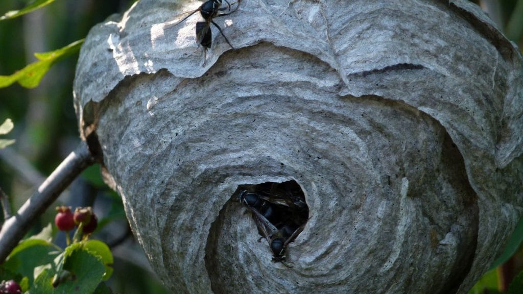 Emergency wasp nest removal in Abbots Langley – trusted local pest control