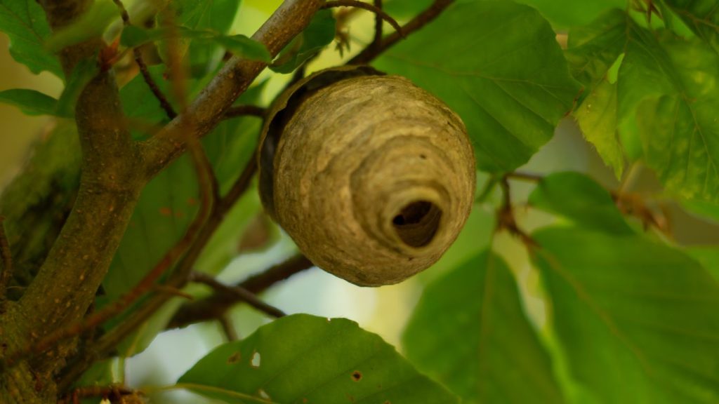 Pest control expert safely treating a wasp nest in St Albans