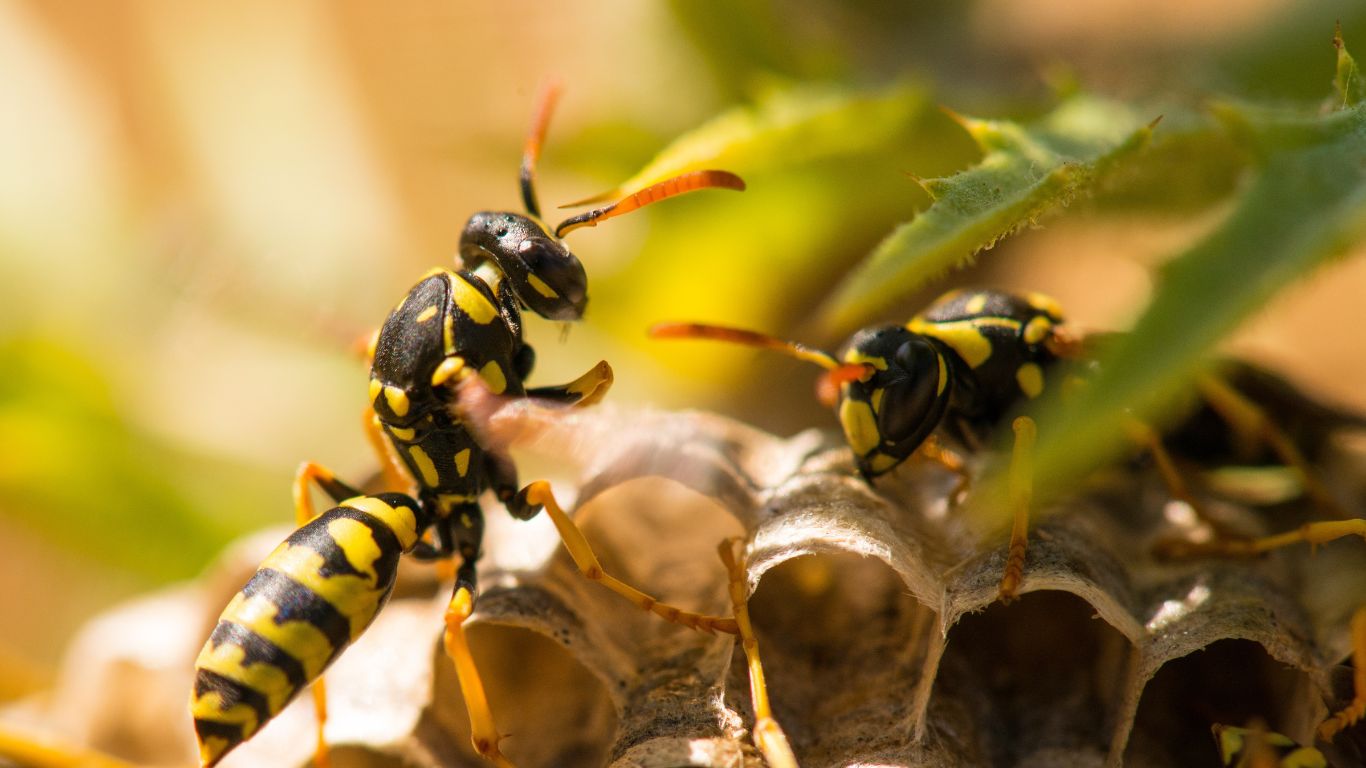 Emergency wasp nest removal in Golders Green – trusted local pest control