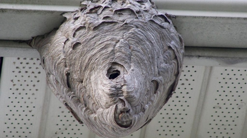 Pest control expert safely treating a wasp nest in Golders Green