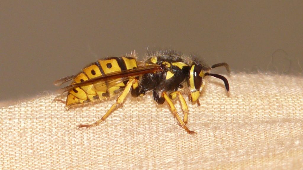 Same-day wasp nest removal services in St Albans – fast and reliable solutions