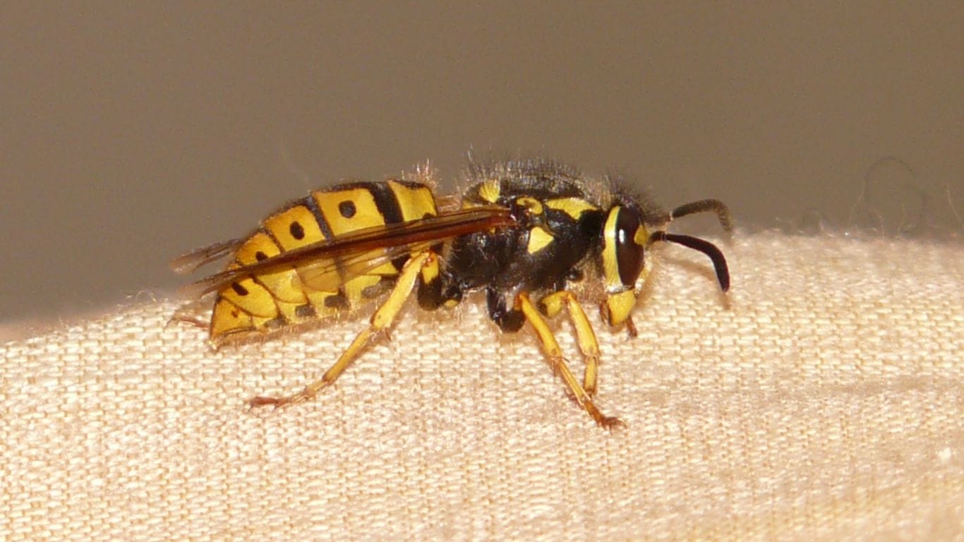 Pest control expert safely treating a wasp nest in Watford