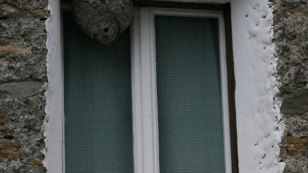 Same-day wasp nest removal services in Golders Green – fast and reliable solutions