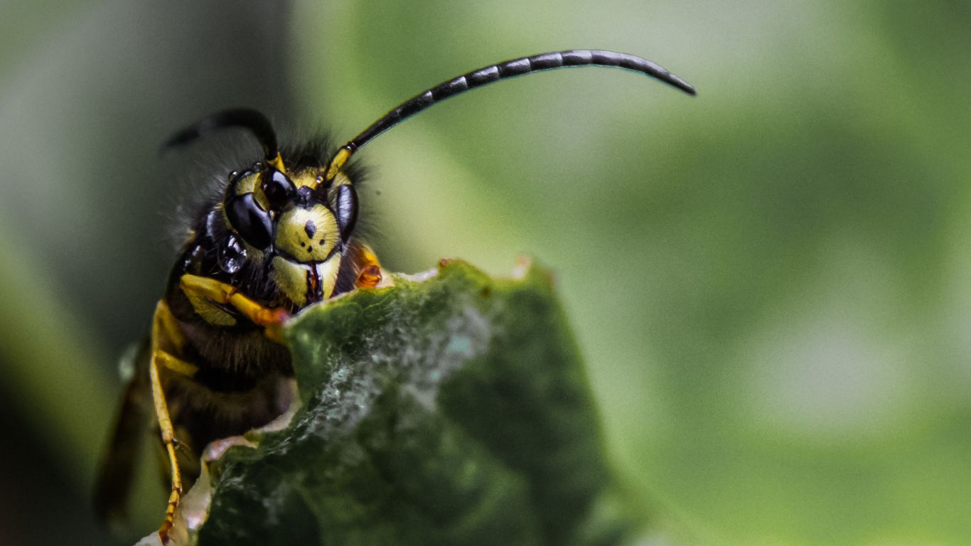 Emergency wasp nest removal in Stevenage – trusted local pest control