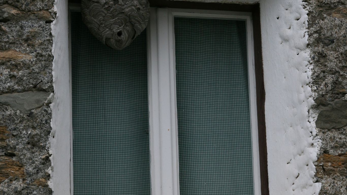 Same-day wasp nest removal services in Golders Green – fast and reliable solutions