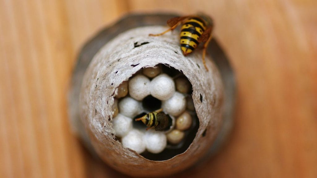 Pest control expert safely treating a wasp nest in Stevenage