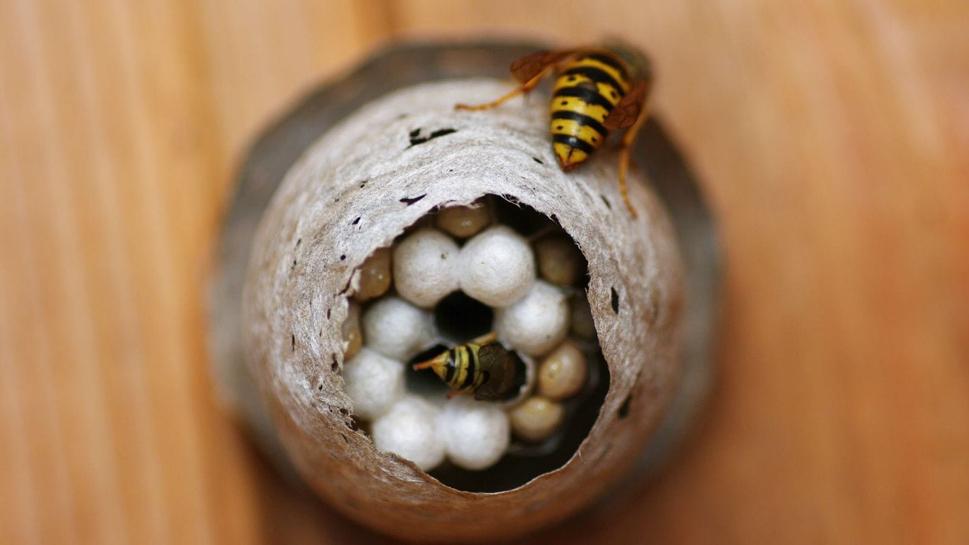 Emergency wasp nest removal in Borehamwood – trusted local pest control