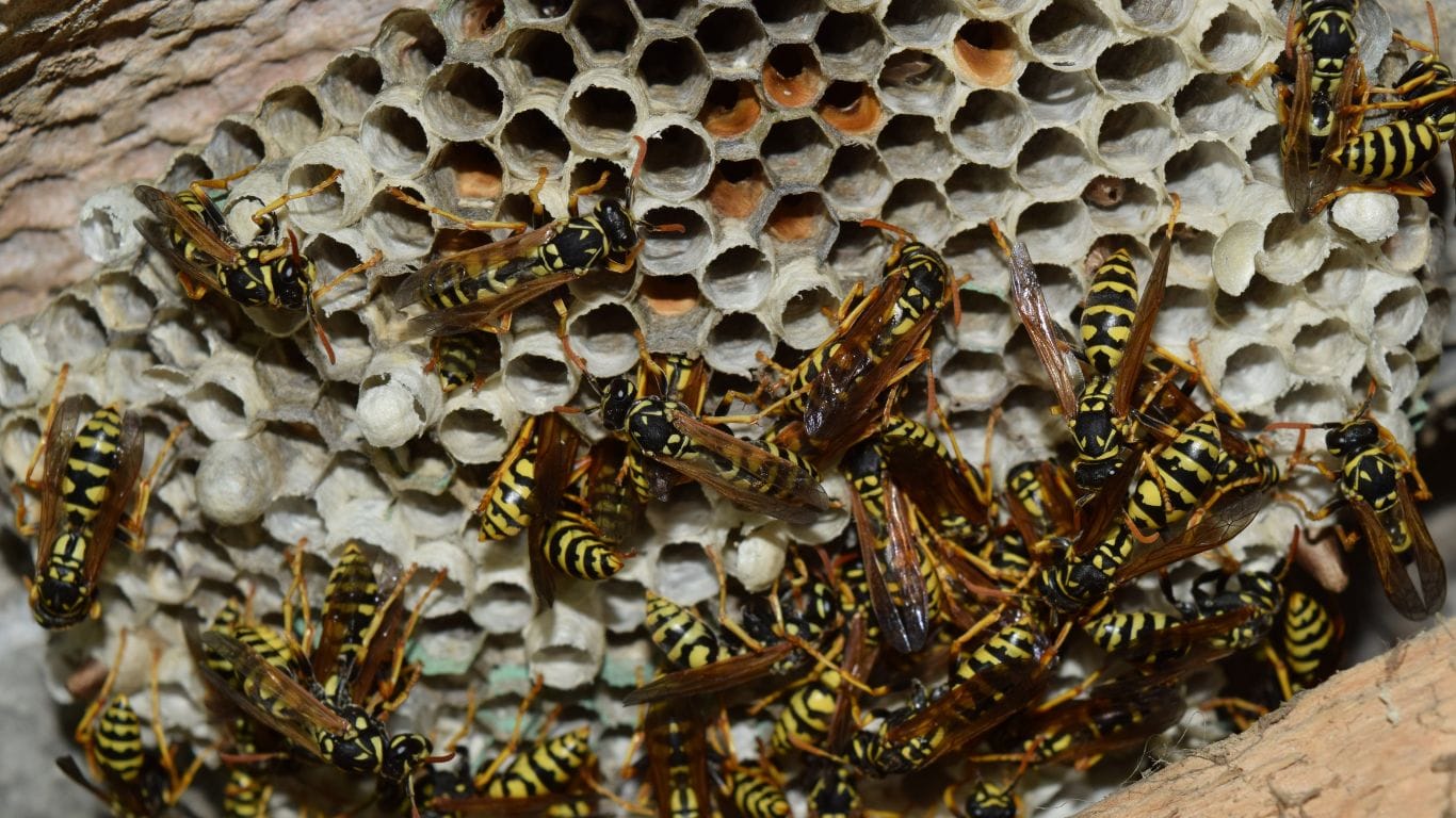 Pest control expert safely treating a wasp nest in Abbots Langley