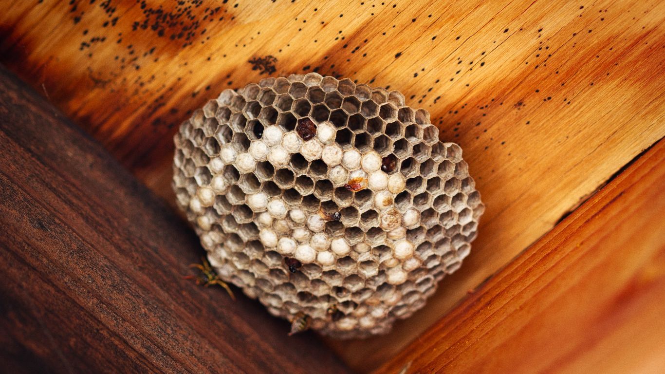 Emergency wasp nest removal in Hendon – trusted local pest control
