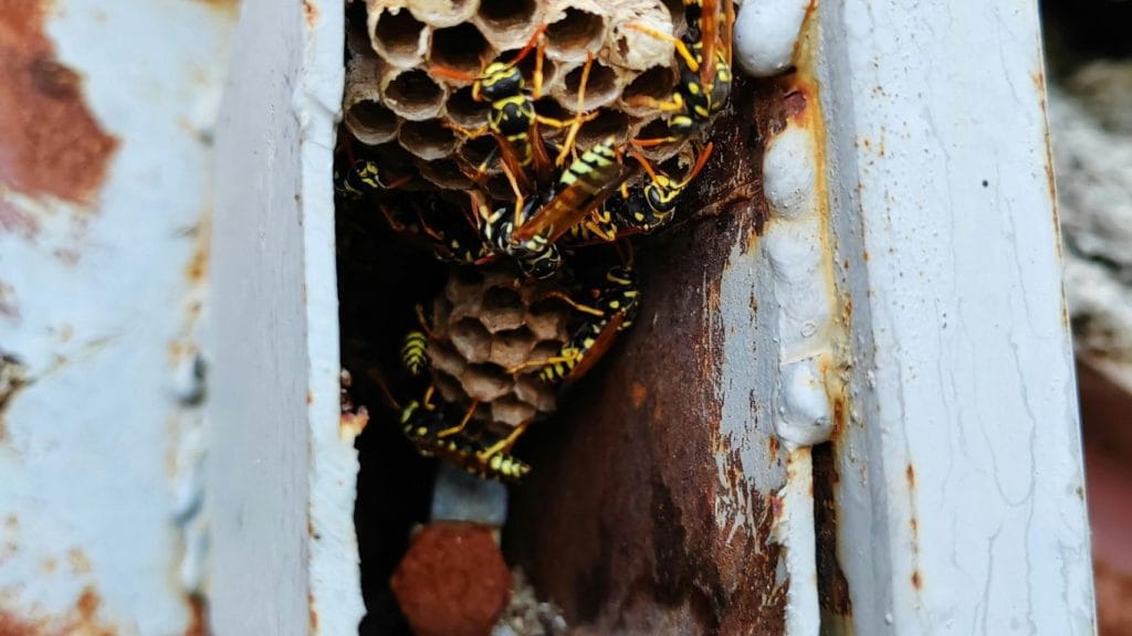 Pest control expert safely treating a wasp nest in Hendon