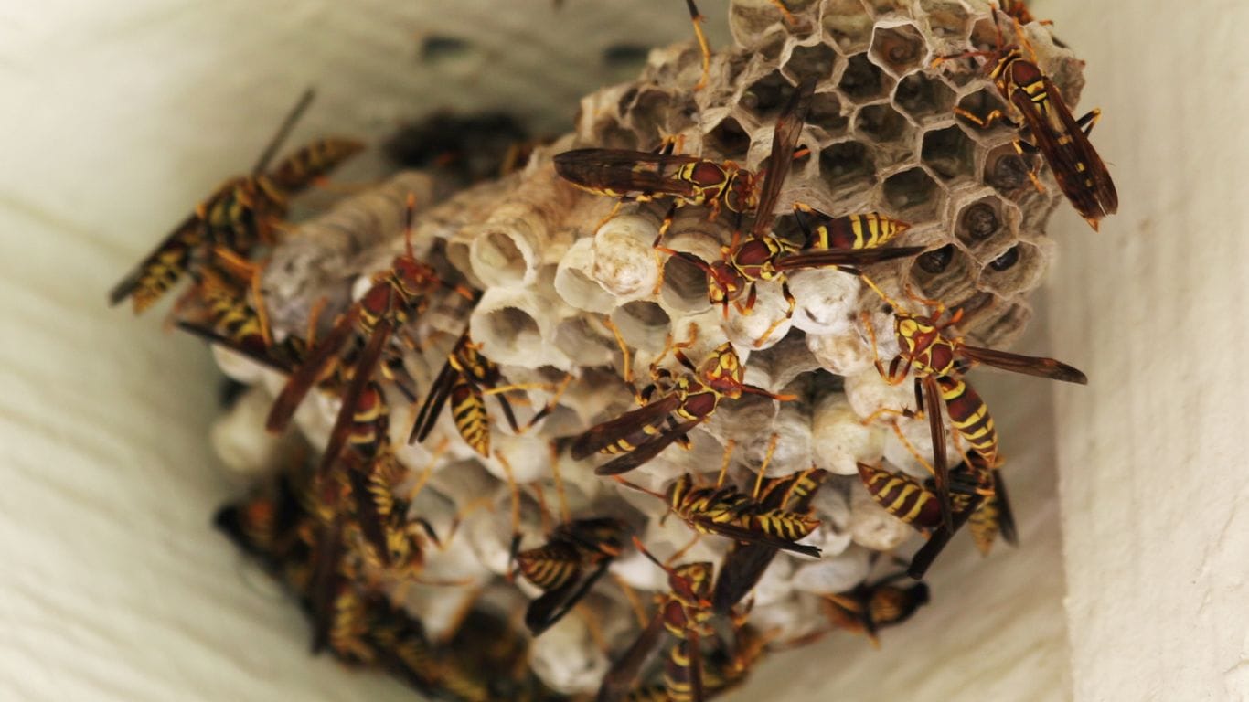 Emergency wasp nest removal in Hatfield – trusted local pest control