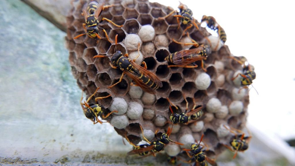 Same-day wasp nest removal services in Abbots Langley – fast and reliable solutions