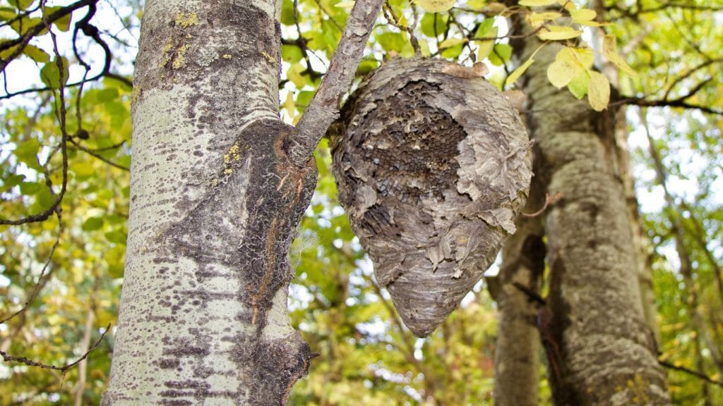 Same-day wasp nest removal services in Hendon – fast and reliable solutions