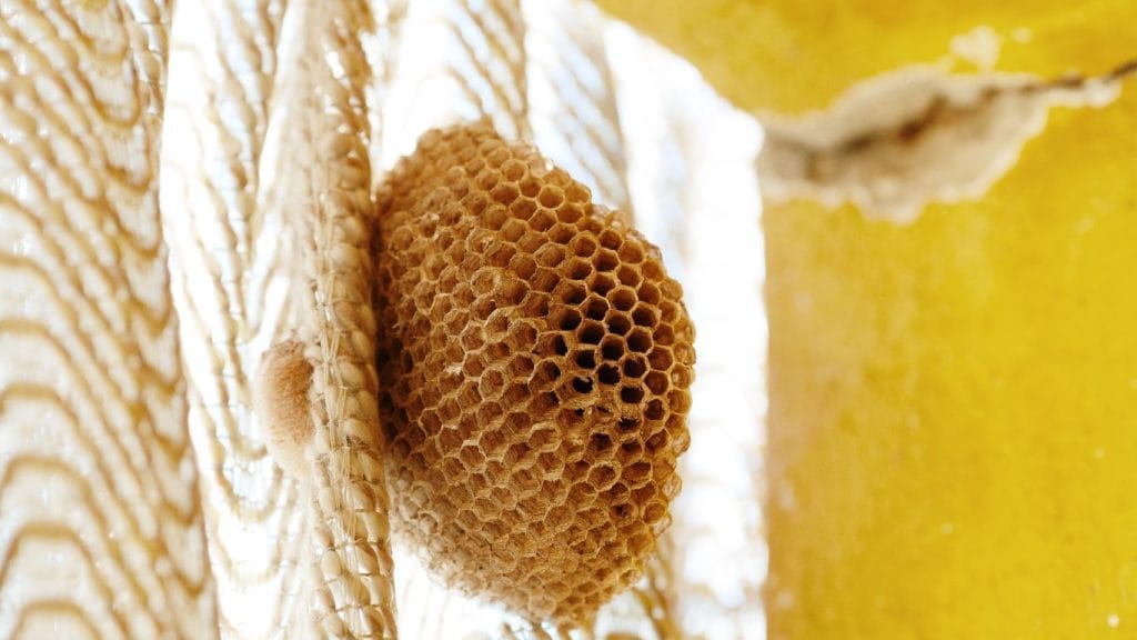 Same-day wasp nest removal services in Hitchin – fast and reliable solutions