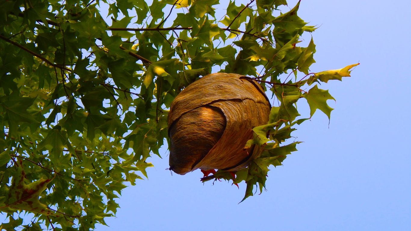 Pest control expert safely treating a wasp nest in Hitchin