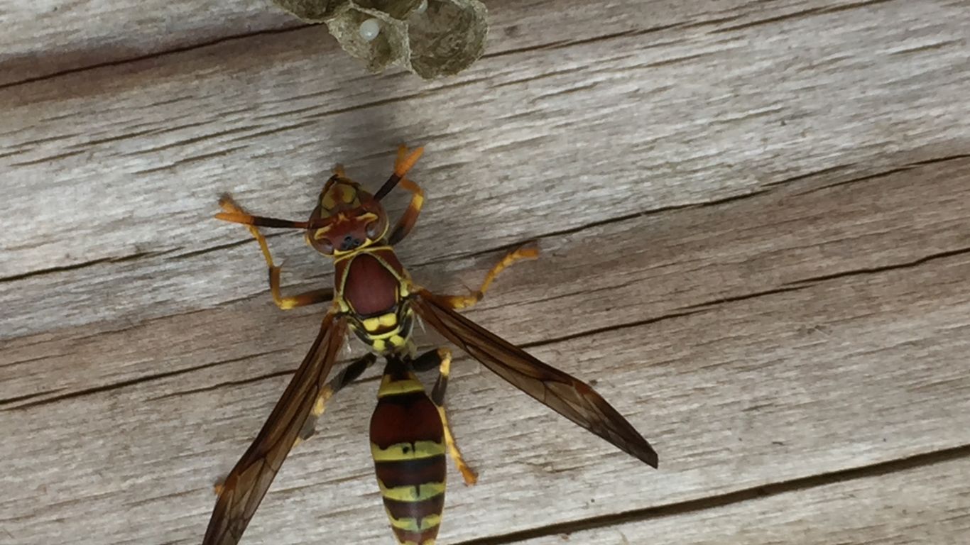 Emergency wasp nest removal in Hoddesdon – trusted local pest control