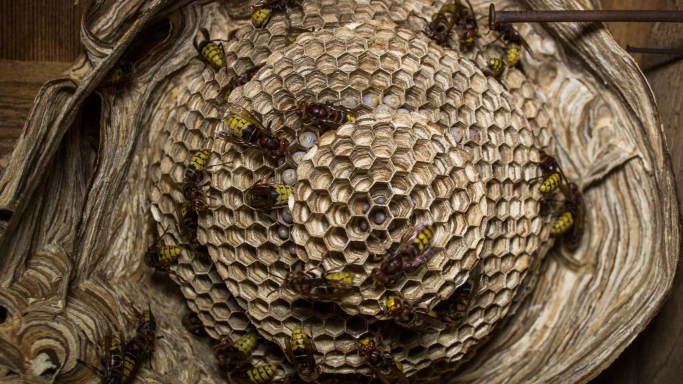 Pest control expert safely treating a wasp nest in Cheshunt