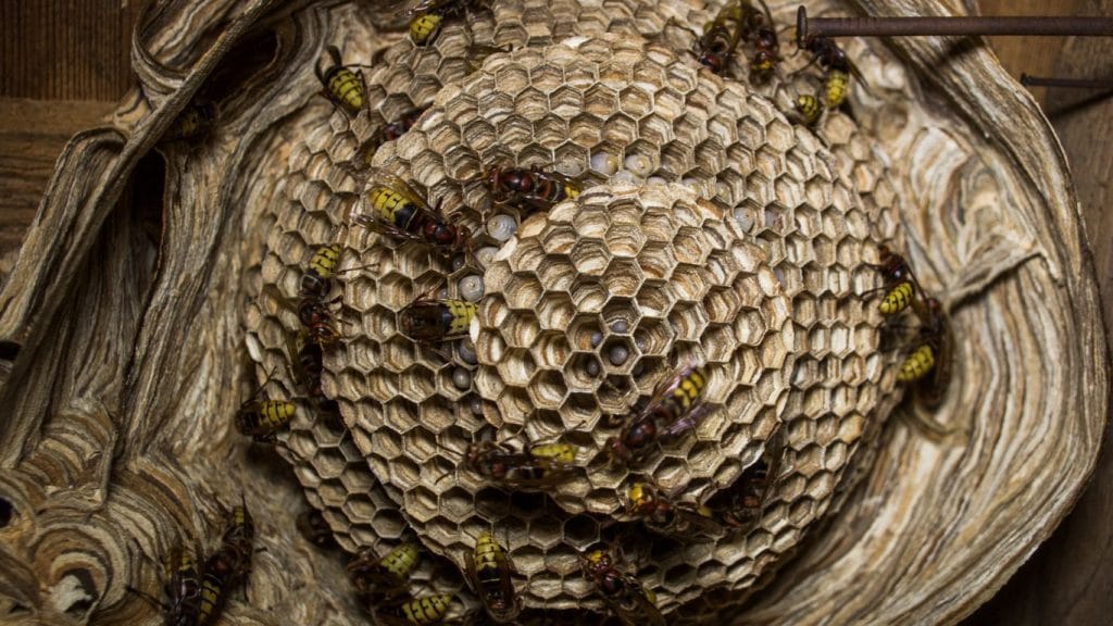 Same-day wasp nest removal services in Finchley – fast and reliable solutions