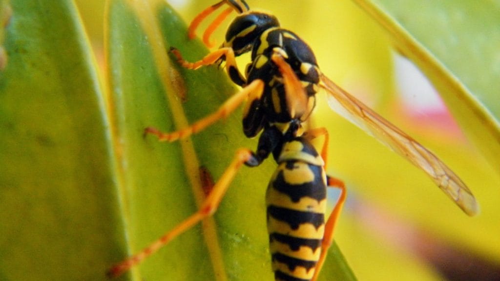 Emergency wasp nest removal in Hitchin – trusted local pest control