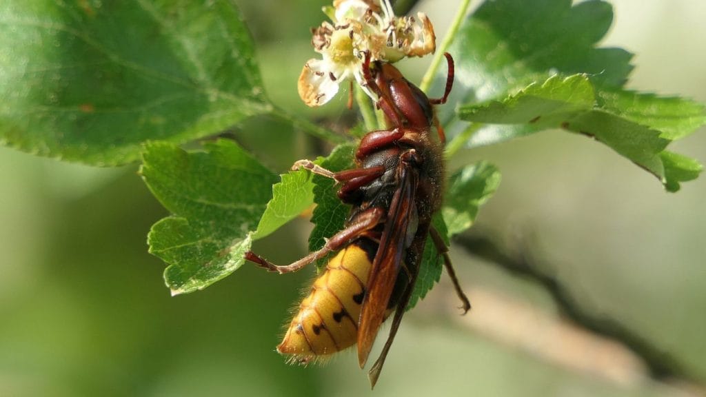 Emergency wasp nest removal in Bushey – trusted local pest control