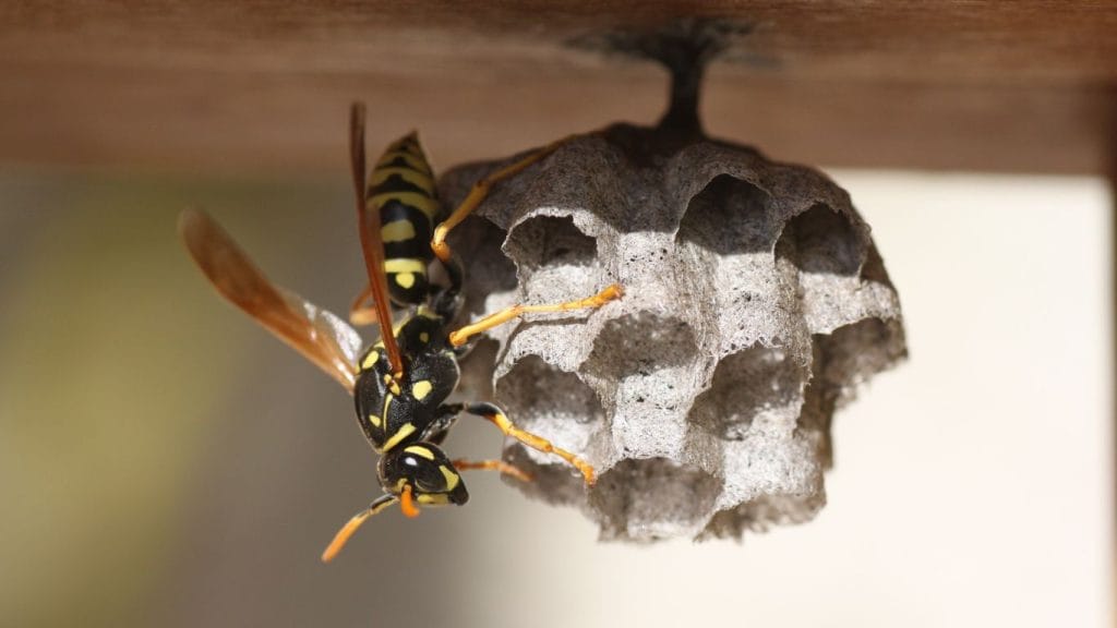 Pest control expert safely treating a wasp nest in Hatfield