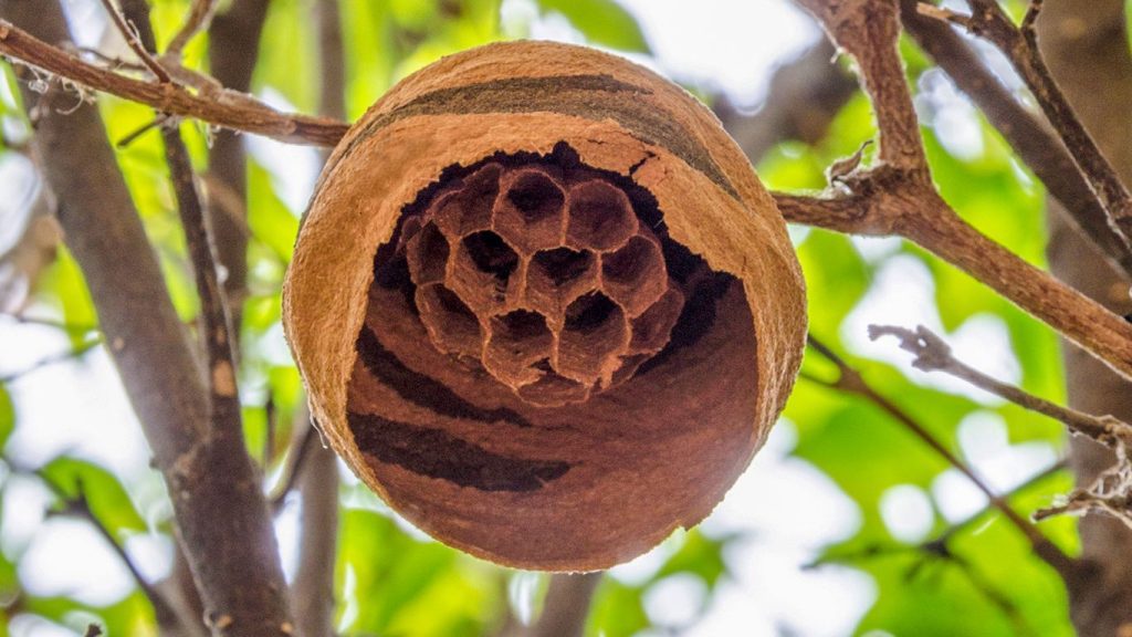 Same-day wasp nest removal services in Bushey – fast and reliable solutions