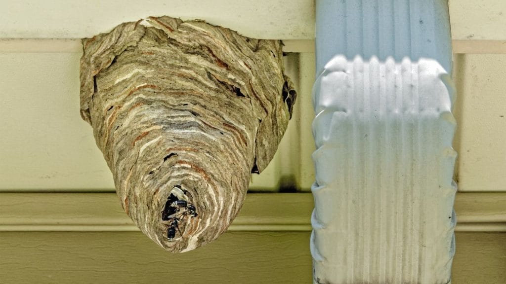 Pest control expert safely treating a wasp nest in Barnet