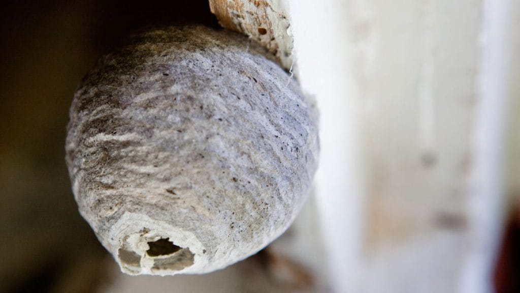 Same-day wasp nest removal services in Hatfield – fast and reliable solutions