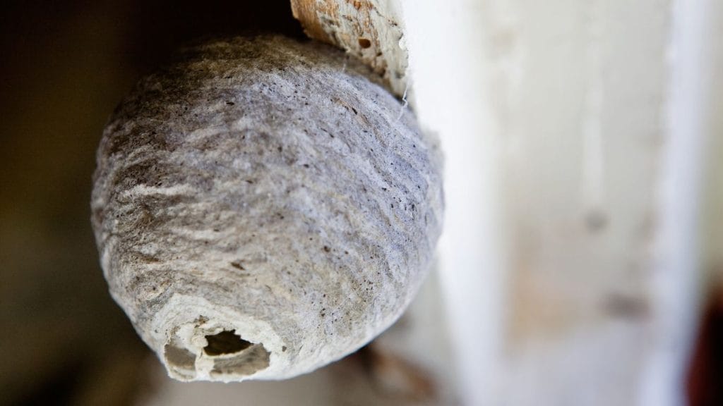 Same-day wasp nest removal services in Potters Bar – fast and reliable solutions