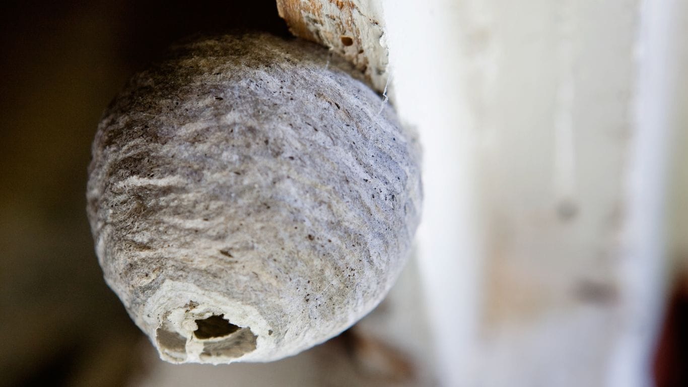Pest control expert safely treating a wasp nest in Berkhamsted