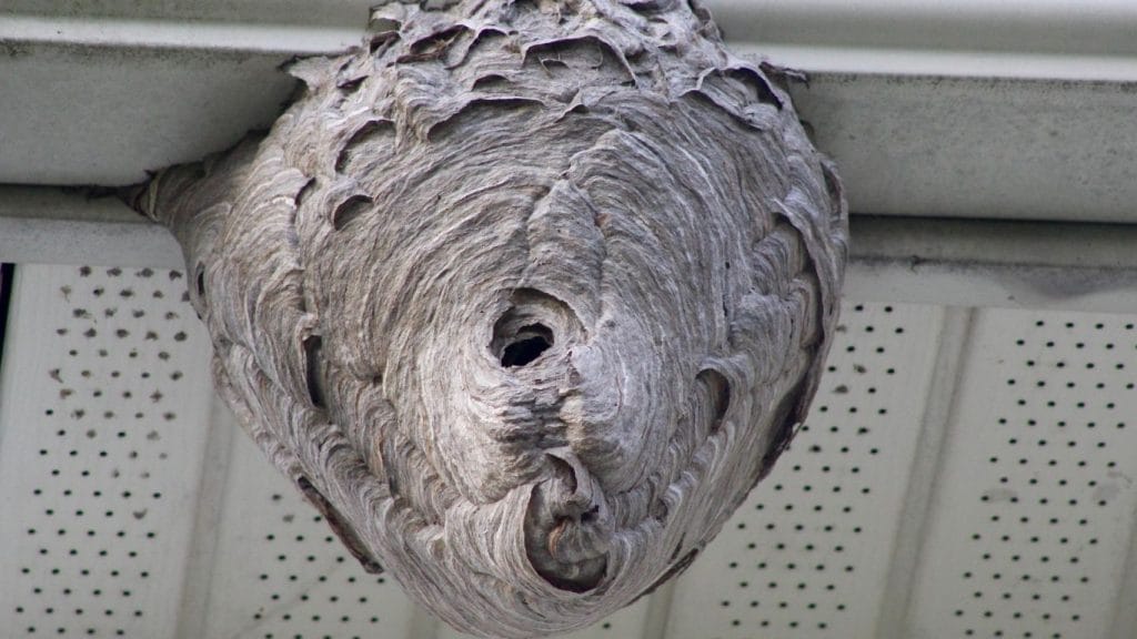 Emergency wasp nest removal in Berkhamsted – trusted local pest control
