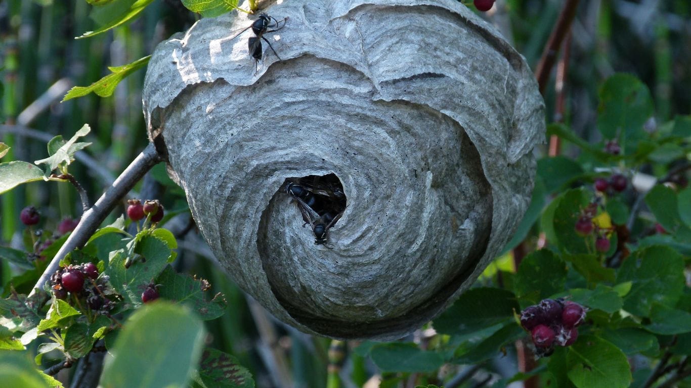 Emergency wasp nest removal in Enfield – trusted local pest control