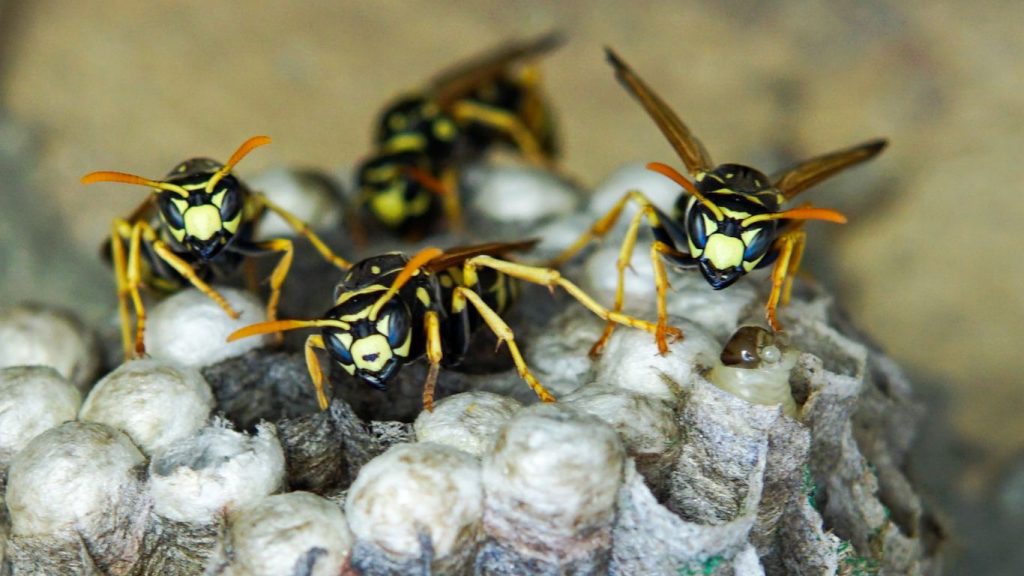 Pest control expert safely treating a wasp nest in Enfield