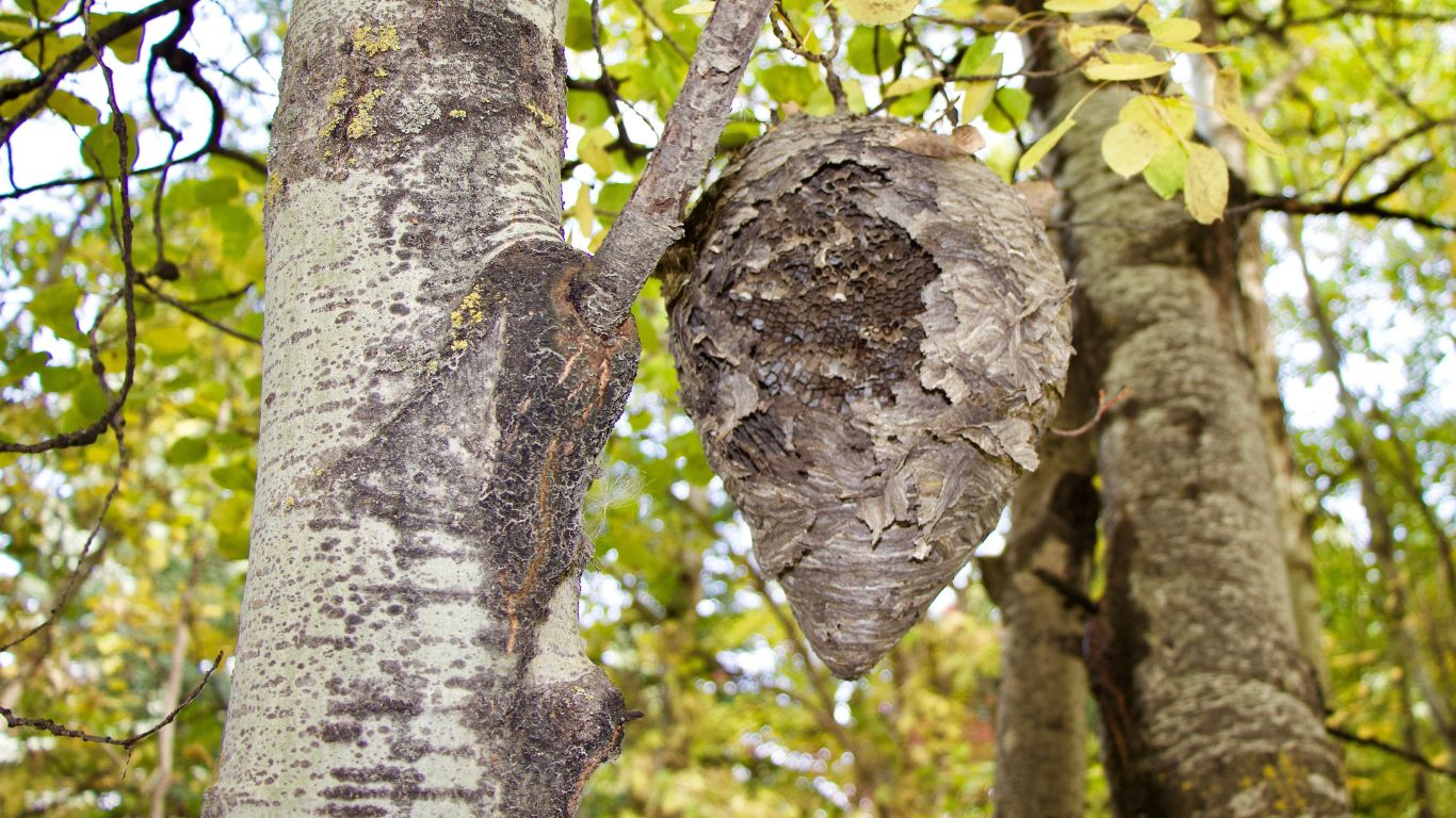 Same-day wasp nest removal services in Berkhamsted – fast and reliable solutions