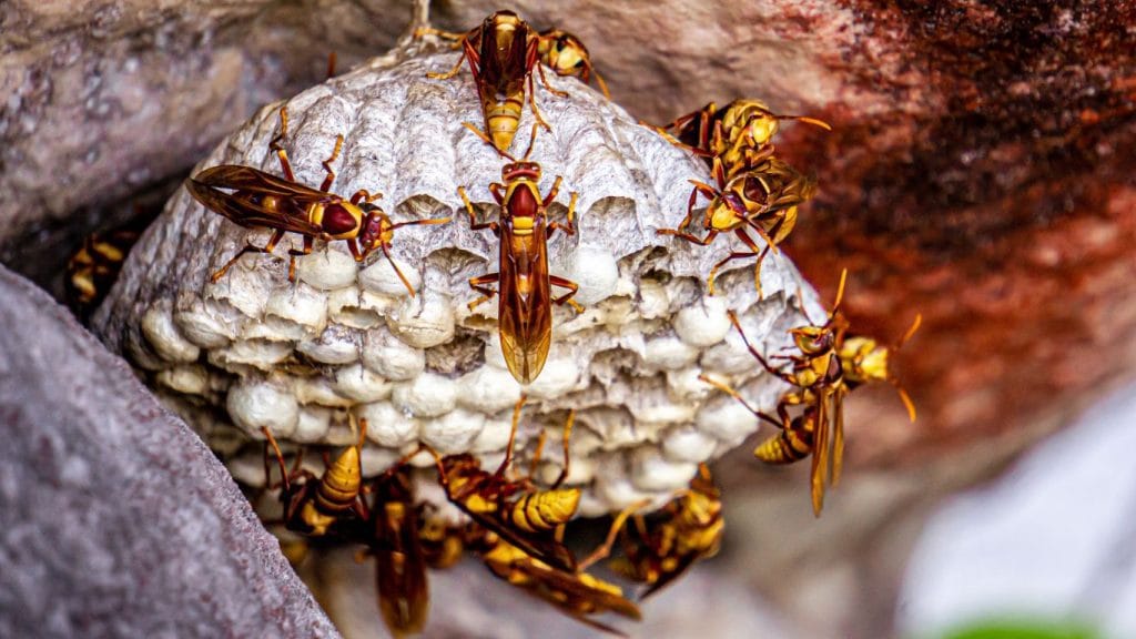 Same-day wasp nest removal services in Enfield – fast and reliable solutions