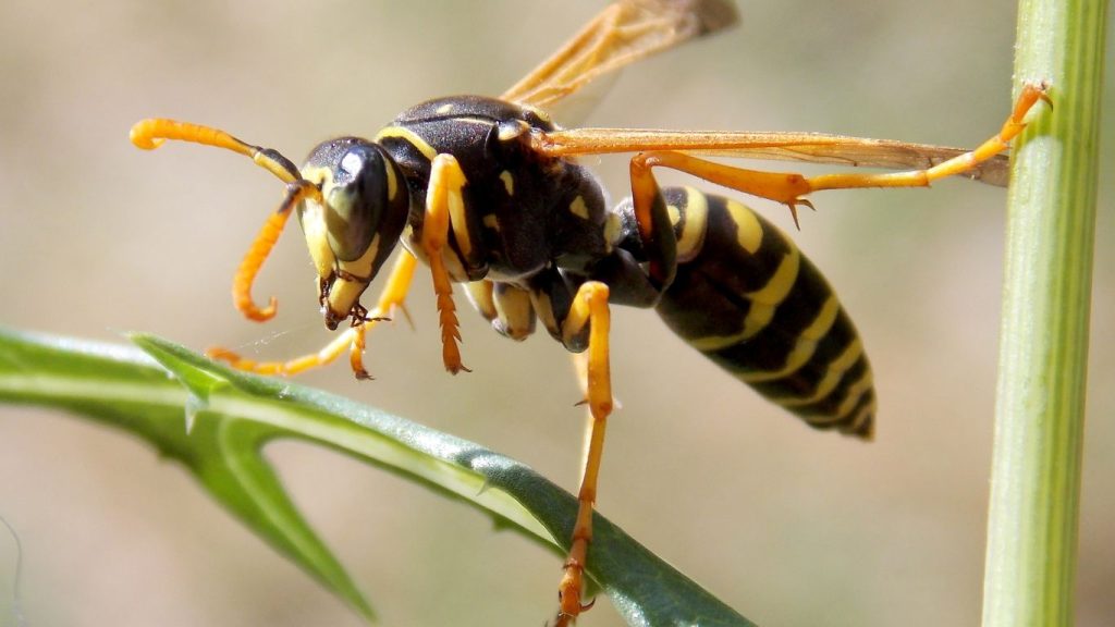 Same-day wasp nest removal services in Borehamwood – fast and reliable solutions