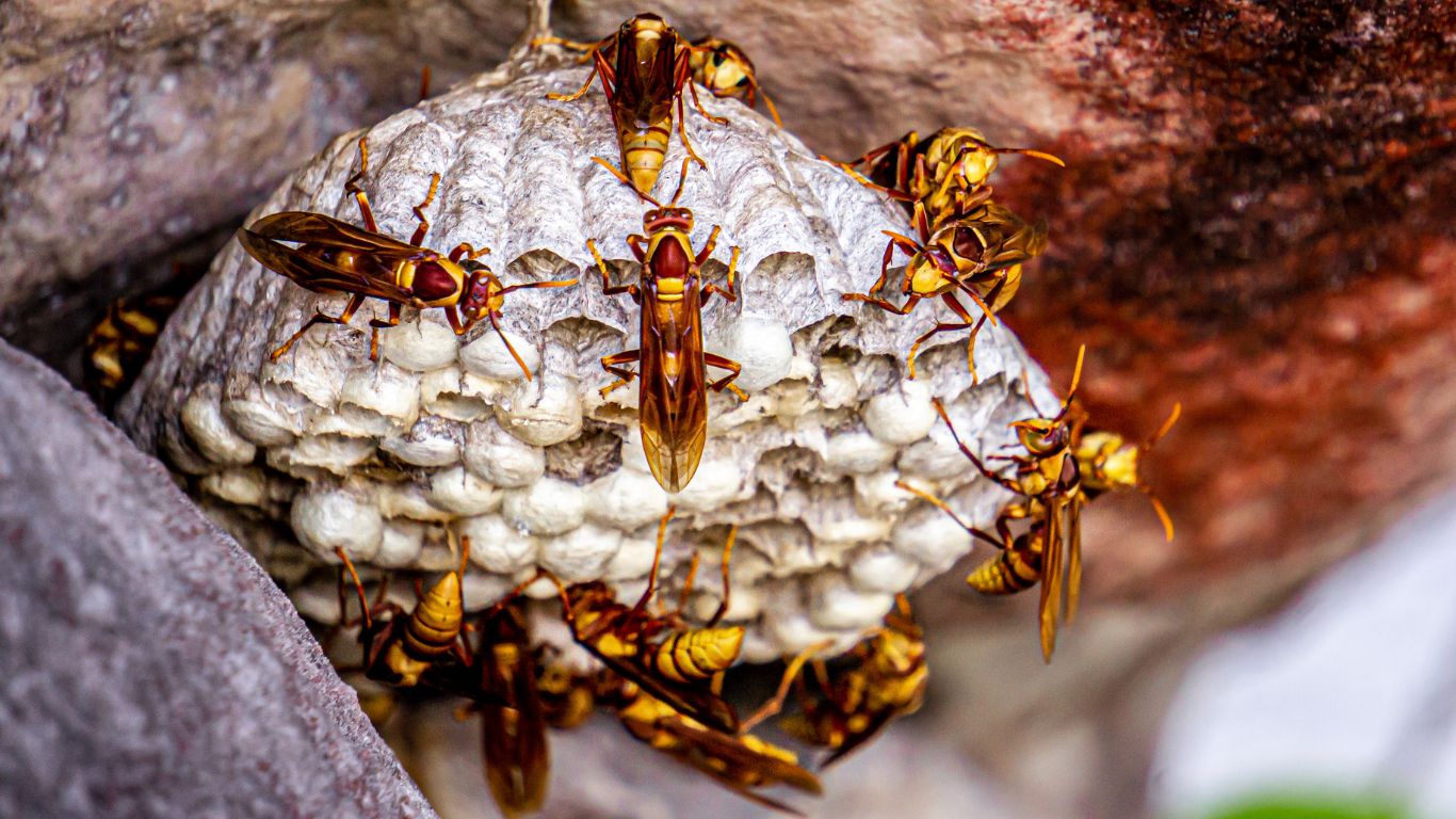 Same-day wasp nest removal services in Enfield – fast and reliable solutions