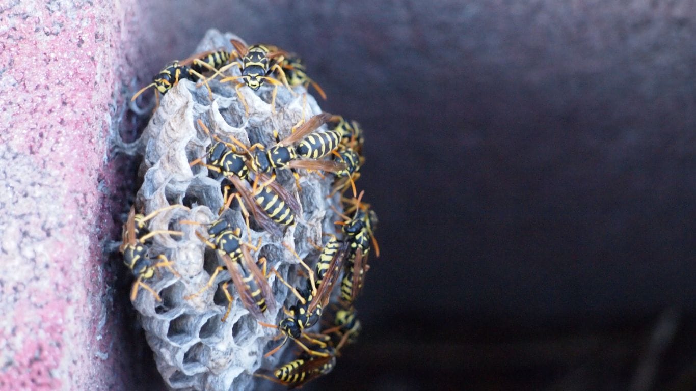Emergency wasp nest removal in Welwyn Garden City – trusted local pest control