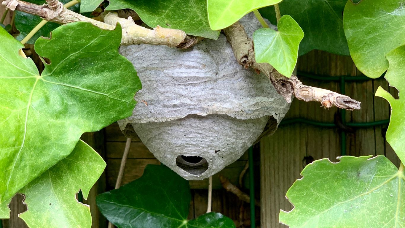 Emergency wasp nest removal in Harpenden – trusted local pest control