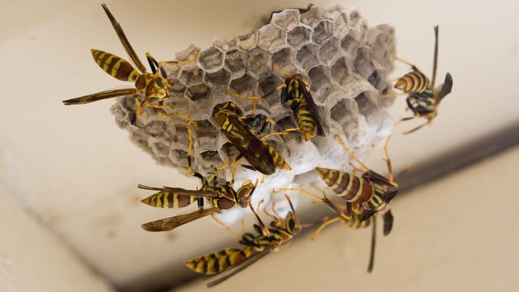 Pest control expert safely treating a wasp nest in Harpenden