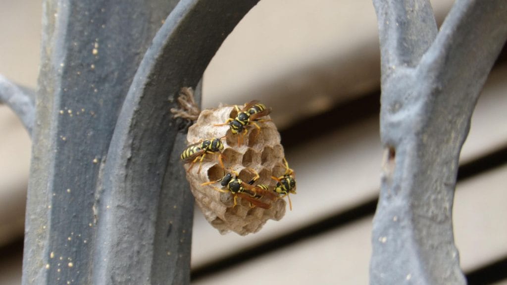 Pest control expert safely treating a wasp nest in Welwyn Garden City
