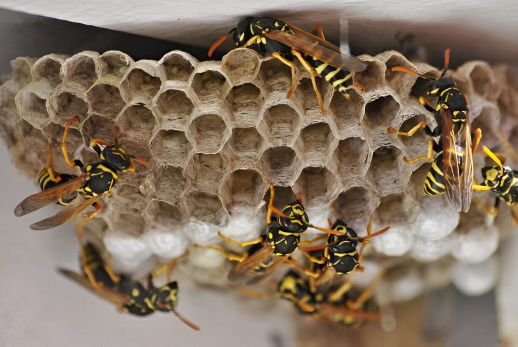 Emergency wasp nest removal in Abbots Langley – trusted local pest control